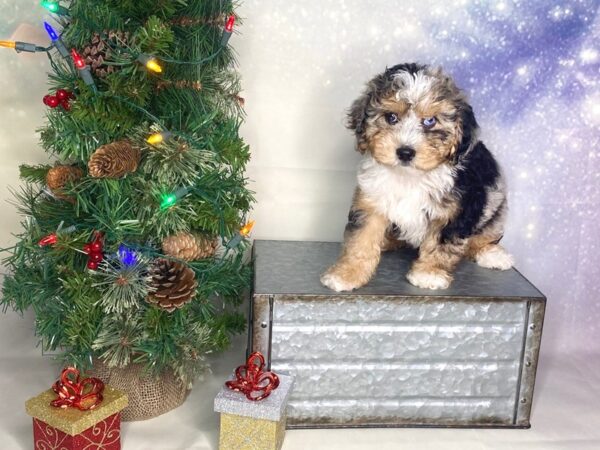 Yorkie Poo DOG Male merle 1720 Petland Lancaster, Ohio