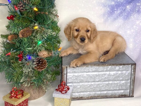 Golden Retriever DOG Male 1719 Petland Lancaster