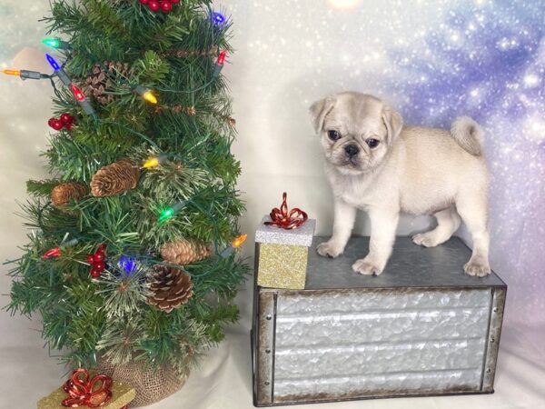 Pug DOG Male fawn 1718 Petland Lancaster, Ohio