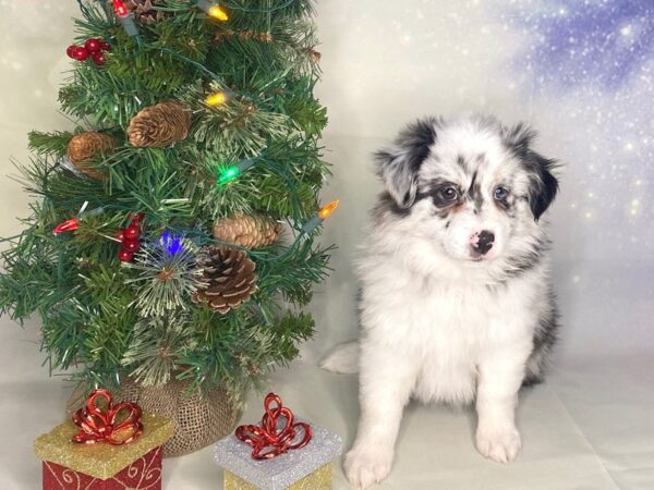 Australian Shepherd DOG Female Blue Merle 1717 Petland Lancaster, Ohio