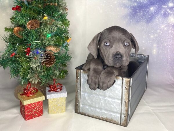 Cane Corso-DOG-Female-Blue-1716-Petland Lancaster