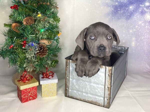 Cane Corso DOG Female Blue 1716 Petland Lancaster, Ohio