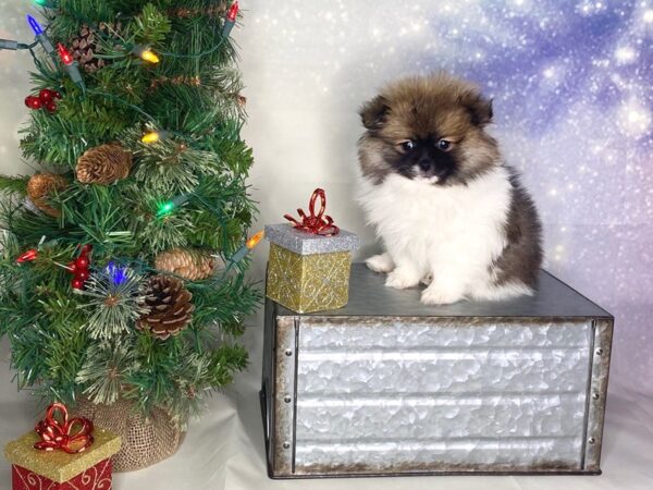 Shih Tzu/Pomeranian-DOG-Female-Red Sable-1713-Petland Lancaster, Ohio