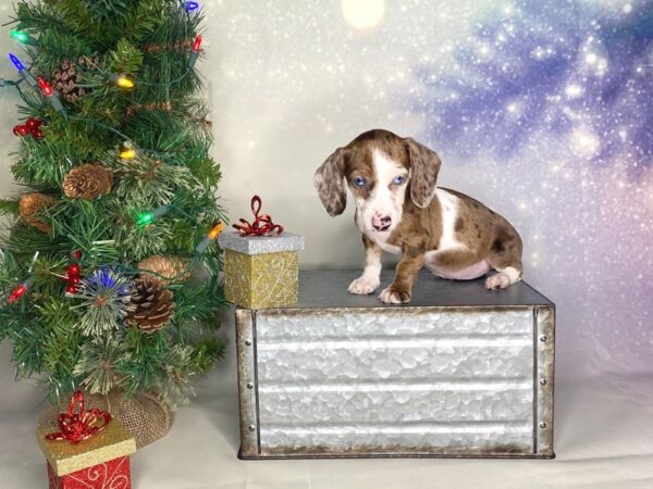 Dachshund-DOG-Female-Chocolate / Tan-1712-Petland Lancaster, Ohio