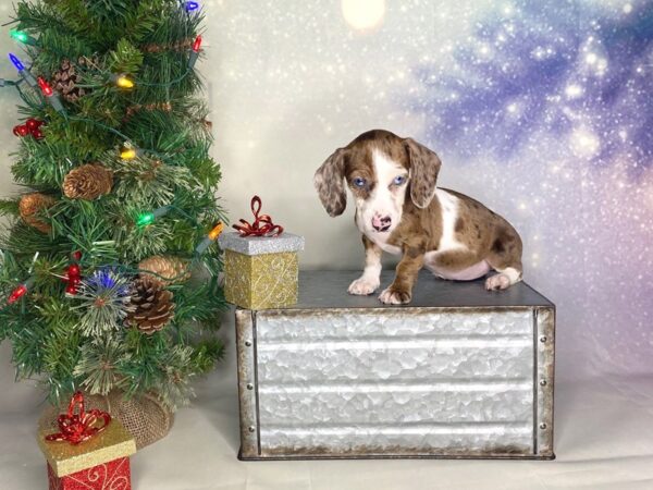 Dachshund DOG Female Chocolate / Tan 1712 Petland Lancaster, Ohio