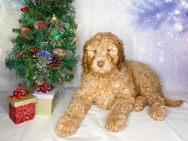 Goldendoodle DOG Female Golden 1710 Petland Lancaster, Ohio