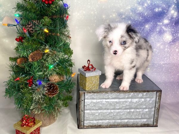 Miniature Australian Shepherd DOG Male Blue Merle 1709 Petland Lancaster, Ohio