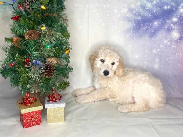 Goldendoodle 2nd Gen DOG Male Cream 1708 Petland Lancaster