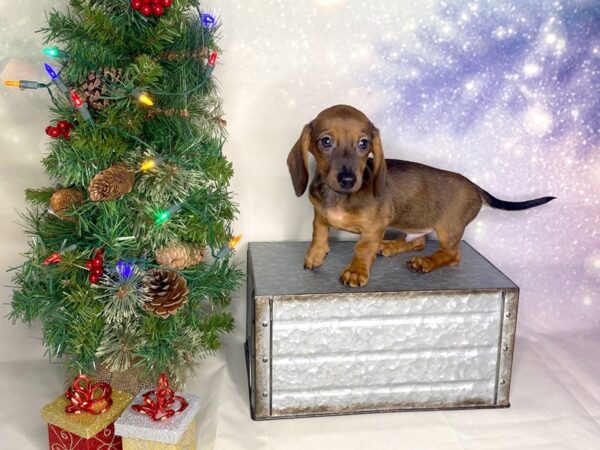 Dachshund DOG Male Wild Boar 1707 Petland Lancaster, Ohio