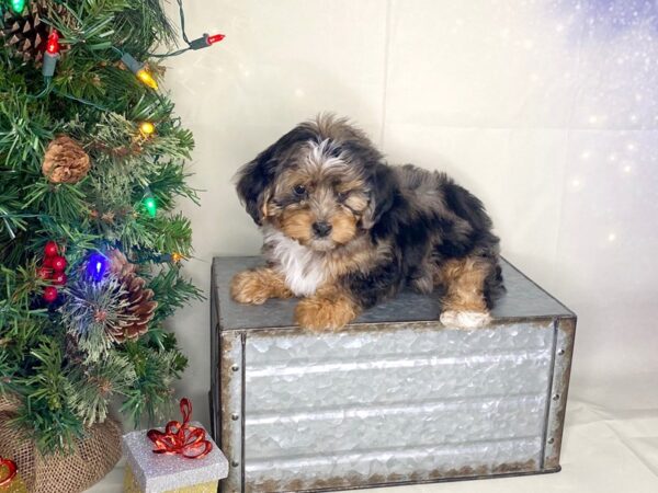 Yorkiepoo DOG Male merle 1727 Petland Lancaster, Ohio