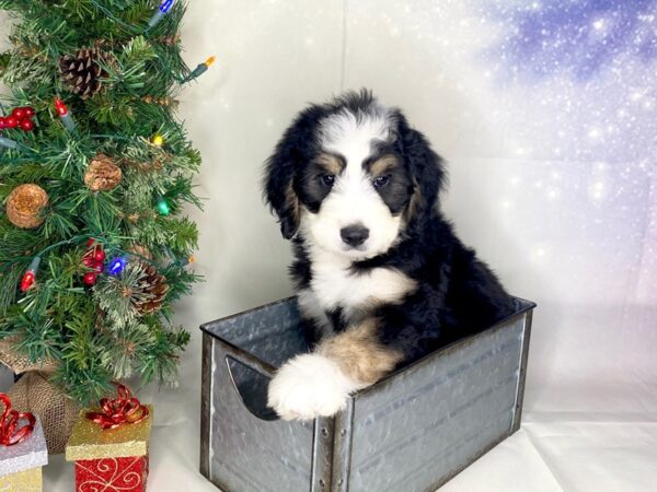 Bernadoodle-DOG-Female-Tri-1726-Petland Lancaster, Ohio