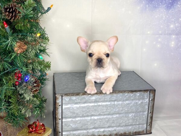 French Bulldog-DOG-Male-Cream-1724-Petland Lancaster, Ohio