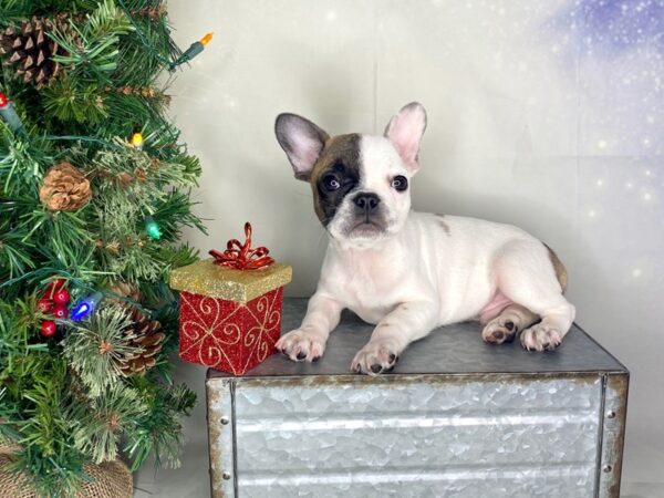 French Bulldog-DOG-Male-Fawn-1722-Petland Lancaster, Ohio
