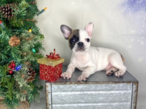 French Bulldog DOG Male Fawn 1722 Petland Lancaster, Ohio