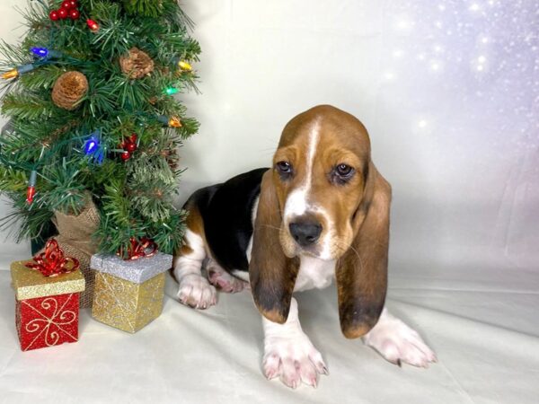 Basset Hound DOG Male Black White / Tan 1738 Petland Lancaster, Ohio