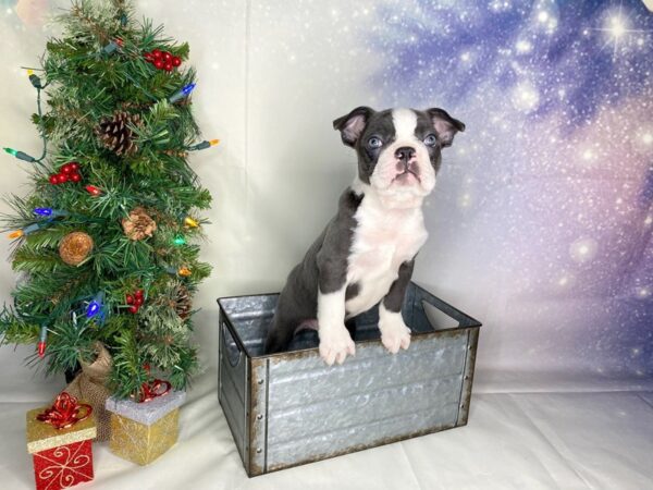 Boston Terrier DOG Male blue, wht 1736 Petland Lancaster, Ohio