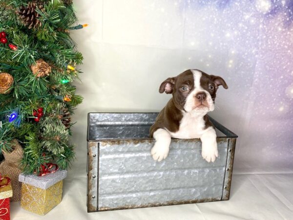 Boston Terrier DOG Female red, wht 1735 Petland Lancaster, Ohio