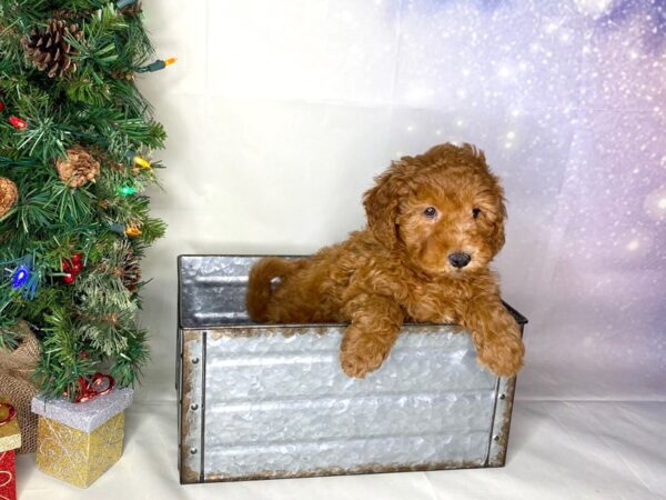 F1B2 Mini Goldendoodle-DOG-Female-Red-1734-Petland Lancaster, Ohio