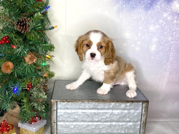 Cavalier King Charles Spaniel DOG Male Blenheim 1732 Petland Lancaster, Ohio