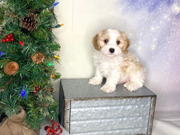 Cavapoo DOG Male Blenheim 1729 Petland Lancaster, Ohio