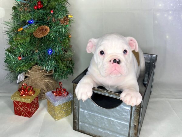 Bulldog-DOG-Male-Red-1742-Petland Lancaster