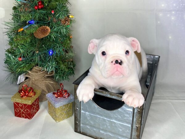 Bulldog DOG Male Red 1742 Petland Lancaster, Ohio