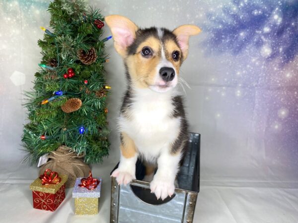 Pembroke Welsh Corgi-DOG-Male-Black White / Tan-1741-Petland Lancaster, Ohio