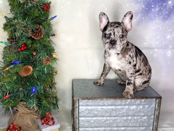 Frenchton DOG Female merle 1740 Petland Lancaster, Ohio