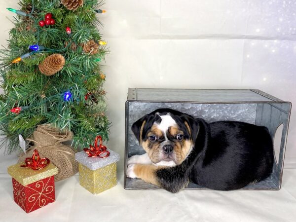 Mini Bulldog DOG Female Blk-Tri 1739 Petland Lancaster, Ohio