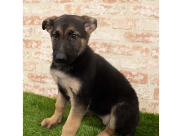 German Shepherd Dog DOG Female Black / Tan 1744 Petland Lancaster, Ohio