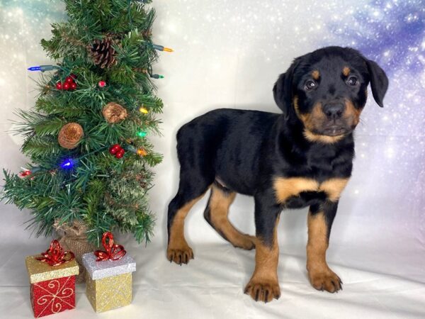 Rottweiler-DOG-Female-Brown & Tan-1747-Petland Lancaster, Ohio