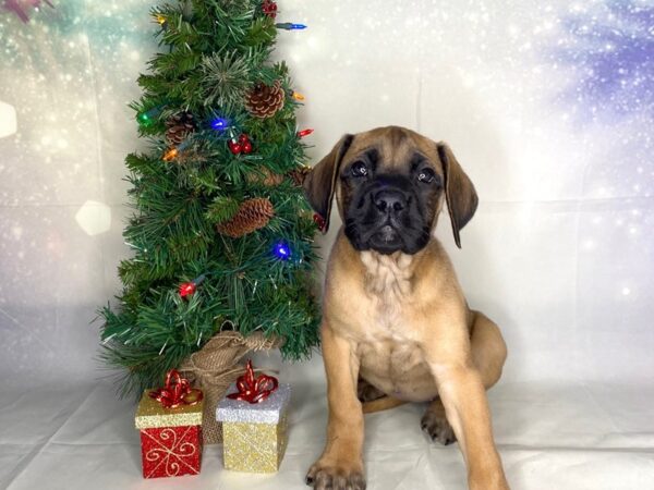 English Mastiff DOG Female apricot 1748 Petland Lancaster, Ohio