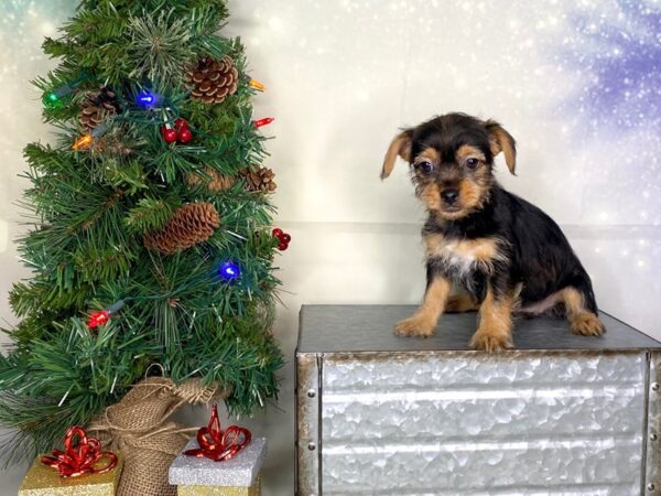 Chorkie-DOG-Female-Black & Tan-1749-Petland Lancaster, Ohio