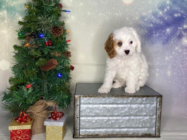 Cavapoo DOG Male white 1750 Petland Lancaster, Ohio