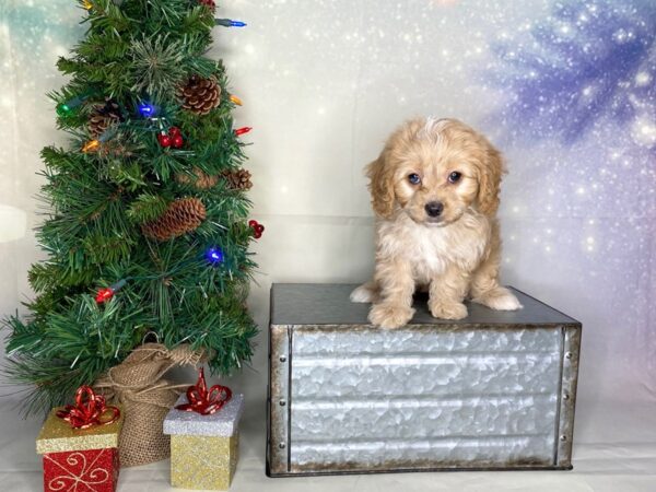 Cavapoo-DOG-Female-Tan-1751-Petland Lancaster, Ohio