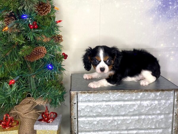 Cavalier King Charles Spaniel DOG Female Blk,Wht,Tan 1754 Petland Lancaster, Ohio