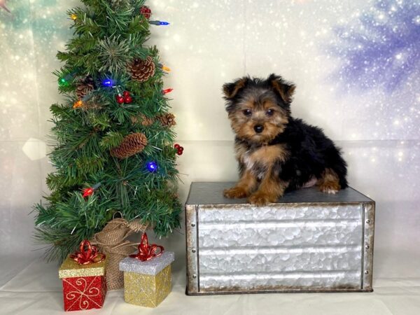 Yorkshire Terrier DOG Male Black / Tan 1755 Petland Lancaster, Ohio