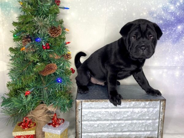Ori Pei DOG Male Black 1756 Petland Lancaster