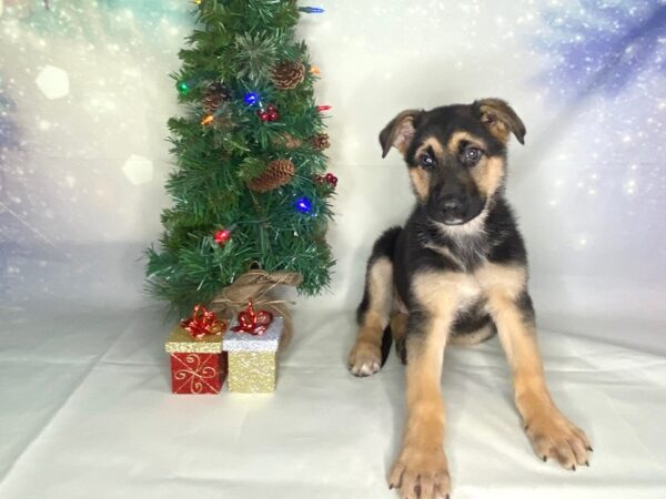 German Shepherd Dog-DOG-Female-Black / Tan-1757-Petland Lancaster, Ohio