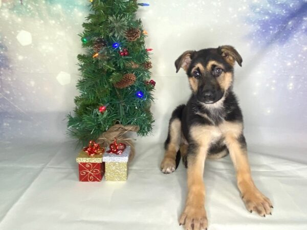 German Shepherd Dog DOG Female Black / Tan 1757 Petland Lancaster, Ohio