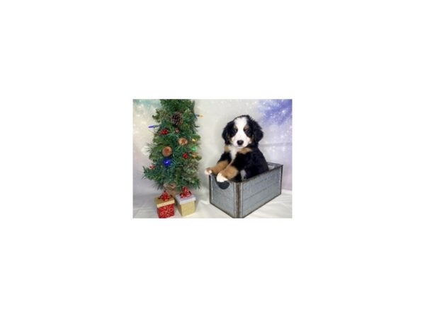 Bernese Mountain Dog-DOG-Male-Black & Tan-1753-Petland Lancaster, Ohio