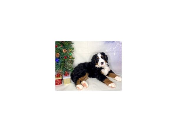 Bernese Mountain Dog DOG Female Black & Tan 1752 Petland Lancaster, Ohio