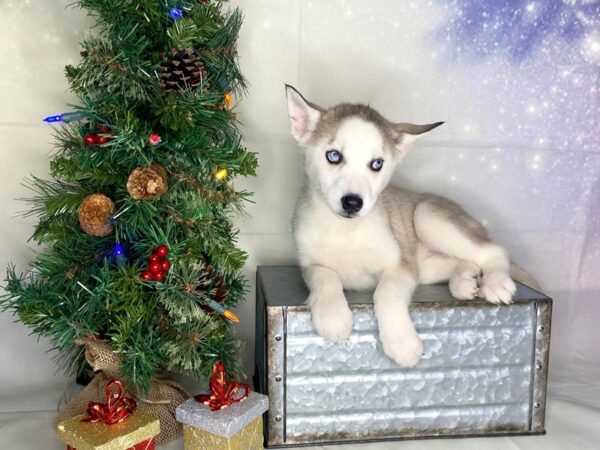 Siberian Husky DOG Female Brown / White 1767 Petland Lancaster, Ohio