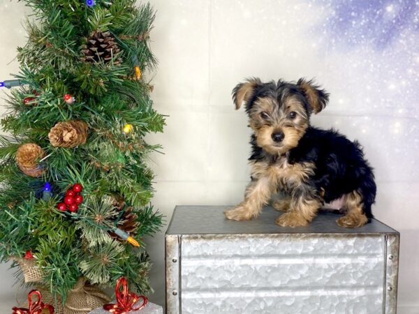 Yorkshire Terrier-DOG-Female-black & tan-1760-Petland Lancaster