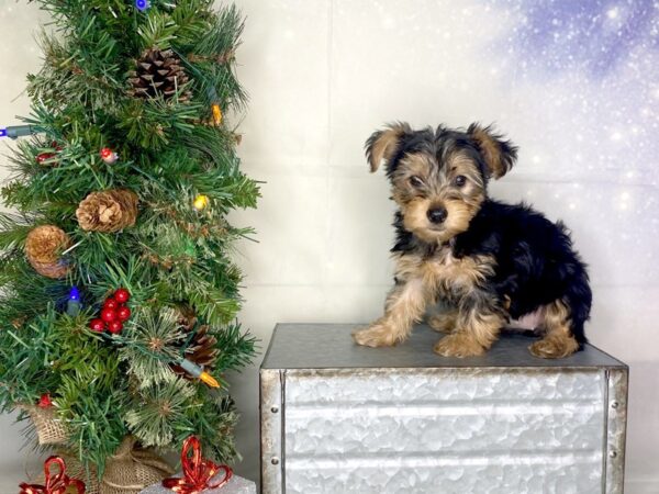 Yorkshire Terrier DOG Female black & tan 1760 Petland Lancaster, Ohio