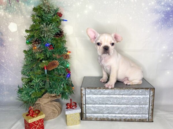 French Bulldog DOG Male Cream 1778 Petland Lancaster, Ohio