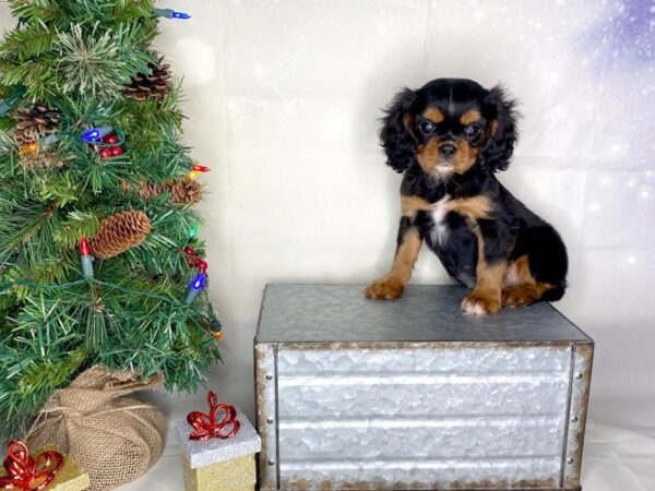 Cavalier King Charles Spaniel DOG Female Black / Tan 1770 Petland Lancaster, Ohio