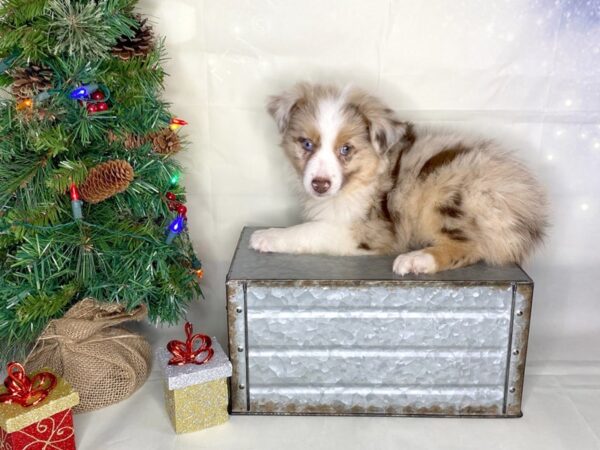 Miniature American Shepherd-DOG-Female-Red Merle-1769-Petland Lancaster, Ohio