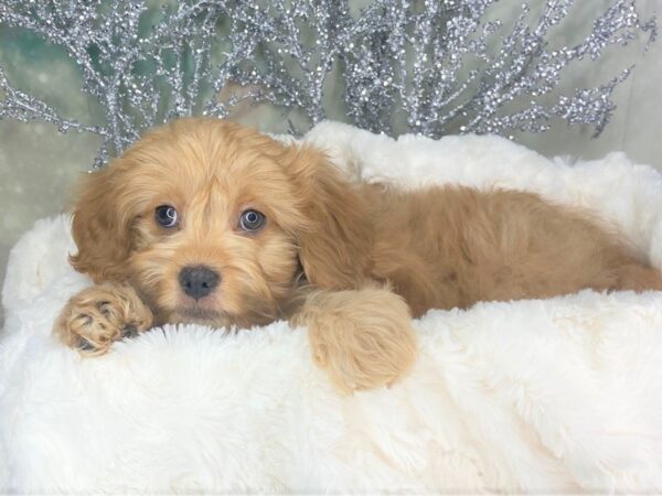 Cavapoo DOG Male ruby 1789 Petland Lancaster, Ohio