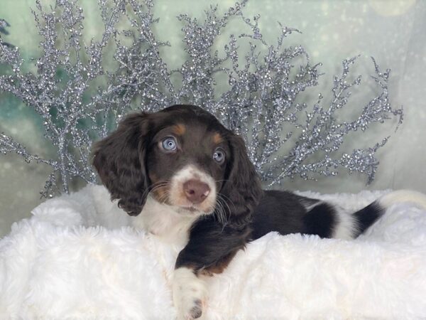 Dachshund-DOG-Male-Chocolate White Tan-1783-Petland Lancaster, Ohio